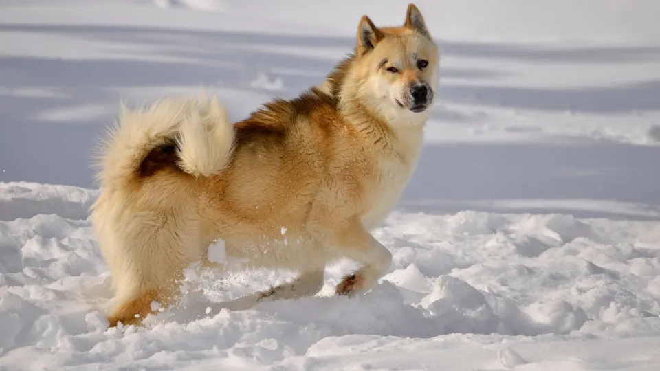 Greenland Dog